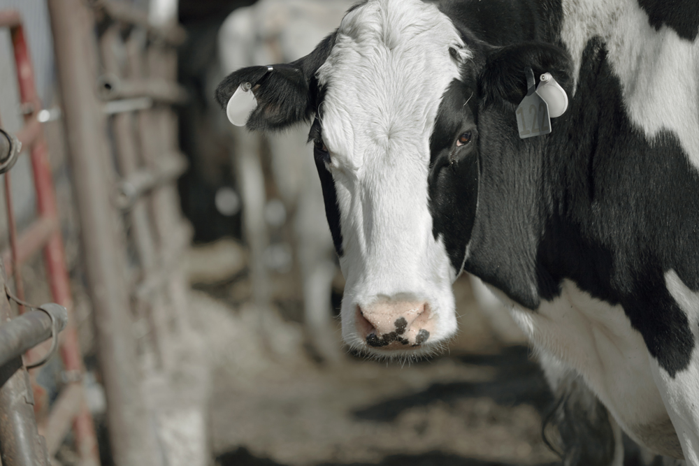 Cow in Dairy Feeding Shed